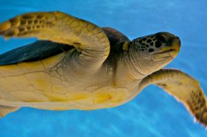 WS Animal Nations - 18.jpg